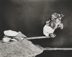 Harry Whittier Frees Cat Kitten Photo Art Print 8×10 Reprint Black & White c1914