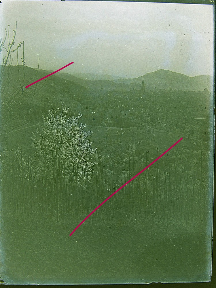 Freiburg Vineyard Vines Beautiful Rare View Circa 1900 Large Glass Negative