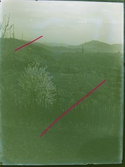 Freiburg Vineyard Vines Beautiful Rare View Circa 1900 Large Glass Negative