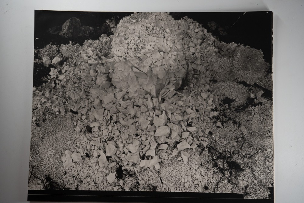 Photographic Print Vintage France Nature Detail 40X50 Cm 1970