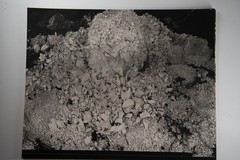 Photographic Print Vintage France Nature Detail 40X50 Cm 1970