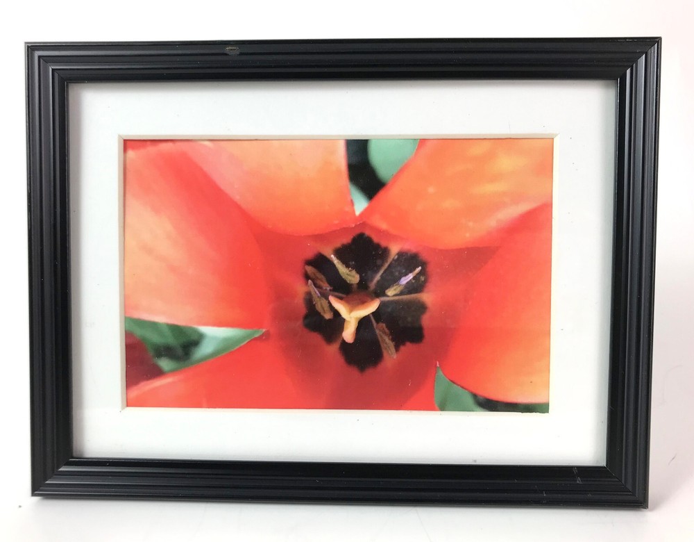 INSIDE THE TULIP 4×6 » MATTED AND FRAMED PHOTO PRINT, READY TO HANG