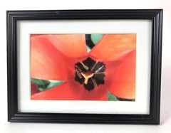 INSIDE THE TULIP 4×6 » MATTED AND FRAMED PHOTO PRINT, READY TO HANG
