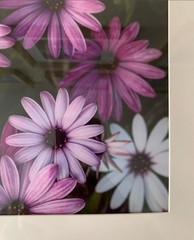 Purple and White Gold Framed Photograph Print
