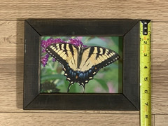 Butch Poole Hand Signed Tiger Swallowtail Butterfly Photograph Framed Art
