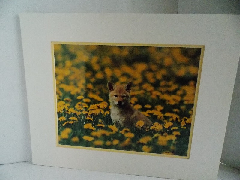 COYOTE PUP MONTANA PHOTOGRAPH BY WARREN MAGILL LIMITED EDITION 20″ X 16″