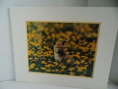 COYOTE PUP MONTANA PHOTOGRAPH BY WARREN MAGILL LIMITED EDITION 20″ X 16″