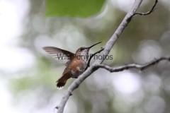 Hummingbird Photo, Pick One Image – Various Sizes