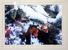 Original Winter Berries in Snow Photograph w/Mat Decorative Frame with Gold Trim