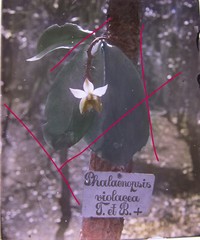 Phalaenopsis Violacea Java Indonesia Circa 1900 Historical Glass Negative
