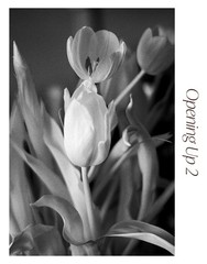 Black & White Floral Photograph Print Set – «Opening Up» 1 2 3