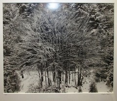 Stephen Gersh Gelatin Silver Print Photograph Trees in Snow Listed Photographer
