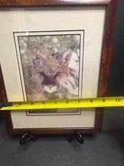 Harry Bowden Signed & Numbered 3/750 Photograph «A Face in the Foliage» Cougar