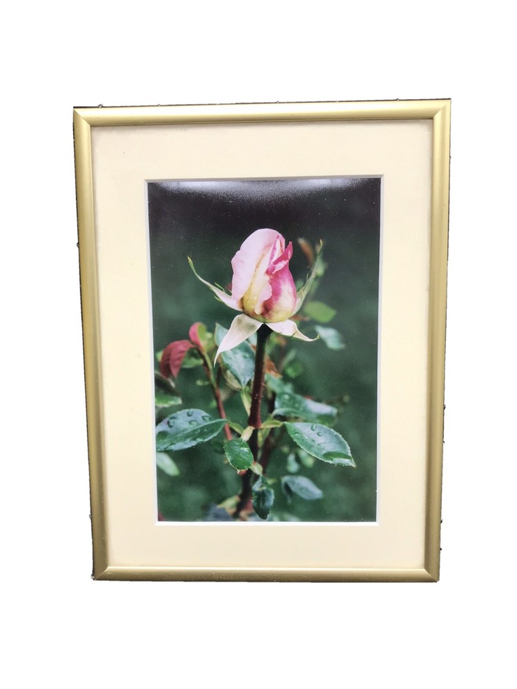 Framed & Matted Photograph “Peace Rose After The Rain” Switzer Custom Frame