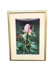 Framed & Matted Photograph “Peace Rose After The Rain” Switzer Custom Frame