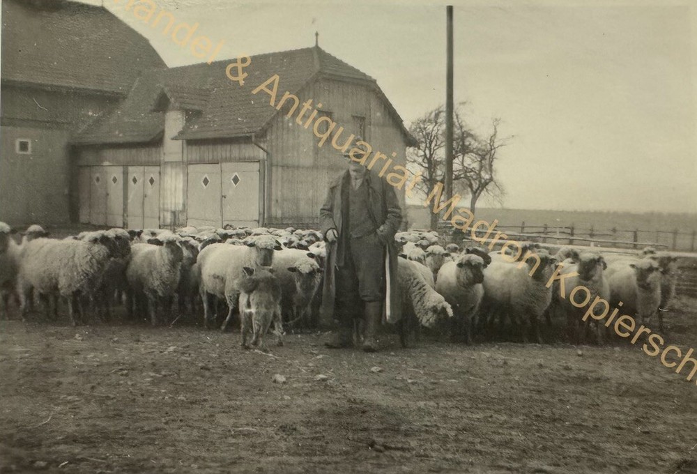 orig. Photo Profession Shepherd Sheep Animals Circa 1930