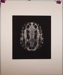 Charles Fendrock ‘Turtle, Bottom’ Unframed B&W Photograph – Large Format