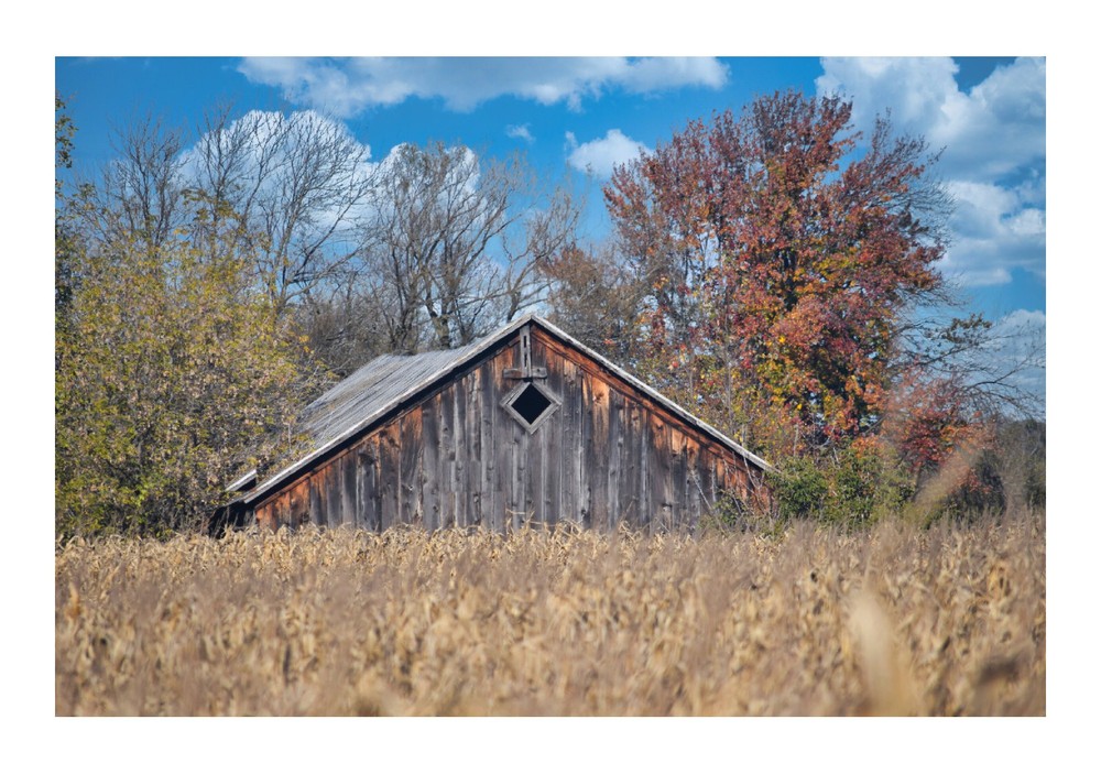 Wooden Barn With Corn Field, High Resolution Image, Many Formats, TV Art