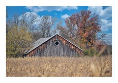 Wooden Barn With Corn Field, High Resolution Image, Many Formats, TV Art