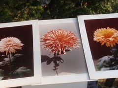 LOT OF 3 ORIGINAL COLOR PHOTOGRAPHS OF PLANTS FLOWERS 14.5 X 10.25 INCHES