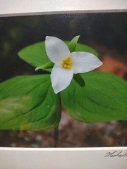 Signed Michael A Peterson Photography Trilliums Flat Mounted Canvas Gatorboard