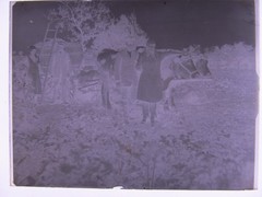 Vintage Ox Team Historic Large Glass Negative No 2