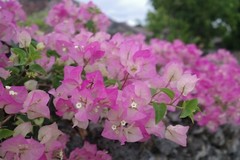 Digital Image Picture Photo Wallpaper Desktop Art Bougainville flower Japan