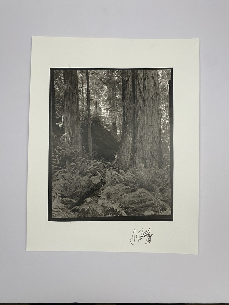 Jim Fitzgerald Untitled Fern & Tree Photo Signed Photograph Carbon Transfer