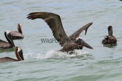 Brown Pelican Photo, Pick One Image – Various Sizes