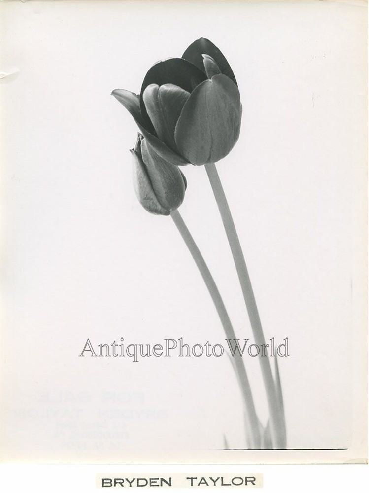 Tulip flower close up vintage art photo by B. Taylor