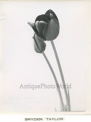 Tulip flower close up vintage art photo by B. Taylor