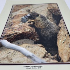 PHOTOGRAPHY Art Prints Lot 3 Vintage Nature Photos – Deer, Gorilla, Marmot – HW