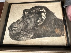 2 x Study Chimpanzee Head on Glass Plate, Photo TE1204