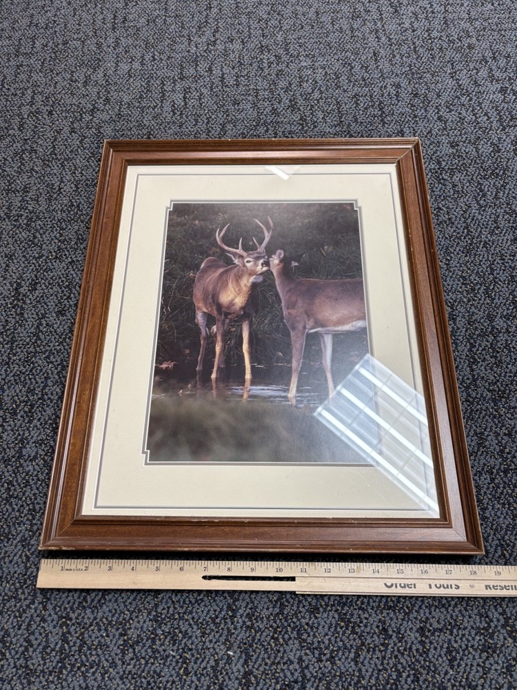 18.5 in x 23 in Deer Photo Framed