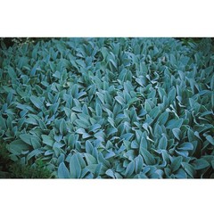 Nan Goldin, Lamb’s Ear, 1999 C-Print 15 19/25 x 23 5/8 inch, signed framed