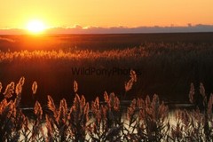 Sunrise or Sunset Photo, Pick One Image – Various Sizes