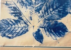 Framed Large-Format Cyanotype Sun Picture on Cloth – Poplar Leaf