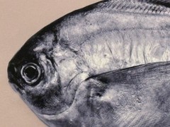 Fish on Tan Background Archival Digital Pigment Print Photograph-Mark Bugzester