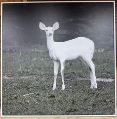 Rare Spotted Albino Canvas Wall Art From The Goats Of Roan By Jeffrey Stoner
