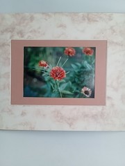 Marigold Double Matted Photo 3.5×5 in 8×10 Matted Frame Includes Hanging String