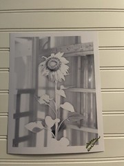 Sunflower #7 – landscape photograph 8.5×11