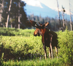 2003 limited Photograph Yellowstone Bull Moose, David Whitten # 2 of 250, 26×19″