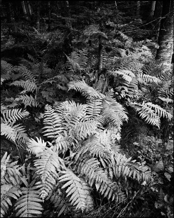 Autumn ferns, moss and balsam fir, Adirondack Park – Thomas Teich