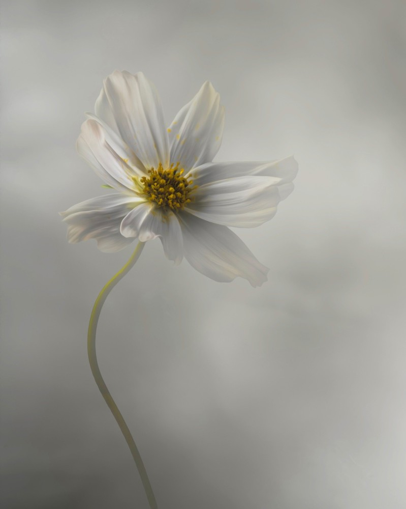 White Cosmos flower, Flower Photography, 16×20 inch, Floral Wall Art, Home Decor