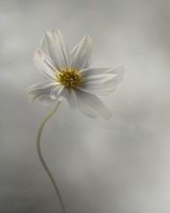 White Cosmos flower, Flower Photography, 16×20 inch, Floral Wall Art, Home Decor