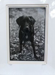 Maggie S Bokos Signed Black Lab Framed Dog Photography 12 3/4″ x 15 1/2″
