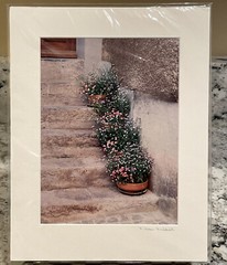 Nancy Ross-Ruddick Original Photograph Signed Matted Purple Pansies Aigle, Switz