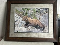 Framed Bear Wildlife Photograph Wolverine Creek Alaska Landscape Color 20x16in
