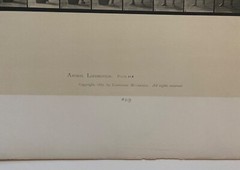 EADWEARD MUYBRIDGE authentic 1887 collotype ANIMAL LOCOMOTION PLATE 218 – lewitt