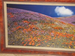 Thomas Mangelsen «Tapis Magique» Original Photograph 22″x68″ 736/2500 Flowers